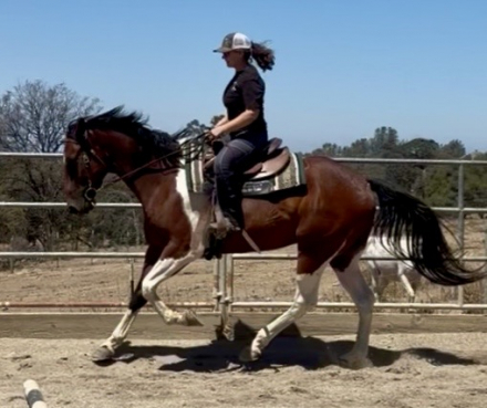 HorseID: 2316332 Independant Star - PhotoID: 1102753