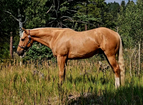 HorseID: 2316340 JC BOONSMAL - PhotoID: 1102760