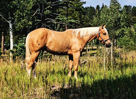 HorseID: 2316340 JC BOONSMAL - PhotoID: 1102761