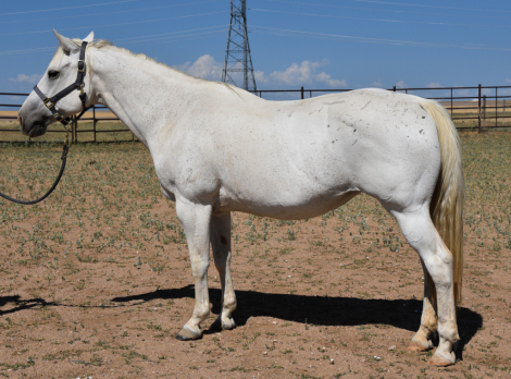 HorseID: 2316341 Kelpie - PhotoID: 1102765