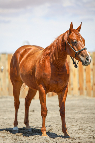 HorseID: 2316346 Time Ta Dual - PhotoID: 1102767