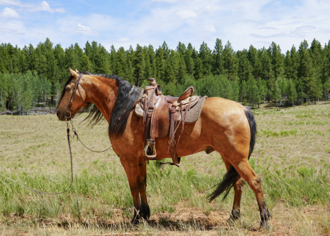 HorseID: 2316347 Rocky - PhotoID: 1102768