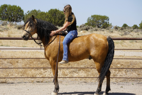 HorseID: 2316347 Rocky - PhotoID: 1102769