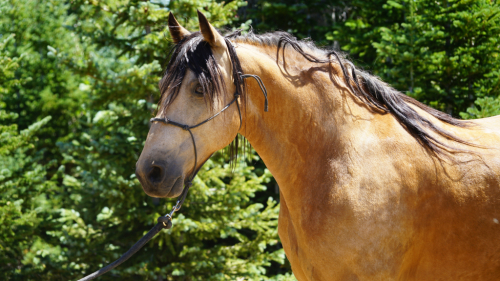 HorseID: 2316347 Rocky - PhotoID: 1102770