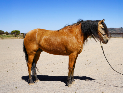 HorseID: 2316347 Rocky - PhotoID: 1102773