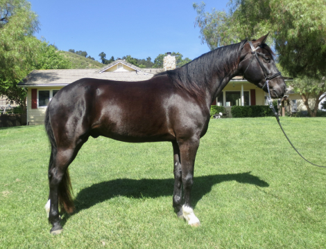 HorseID: 2316349 KEYSTONE'S REMEMBER ME - PhotoID: 1102778