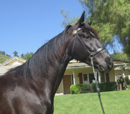 HorseID: 2316349 KEYSTONE'S REMEMBER ME - PhotoID: 1102779