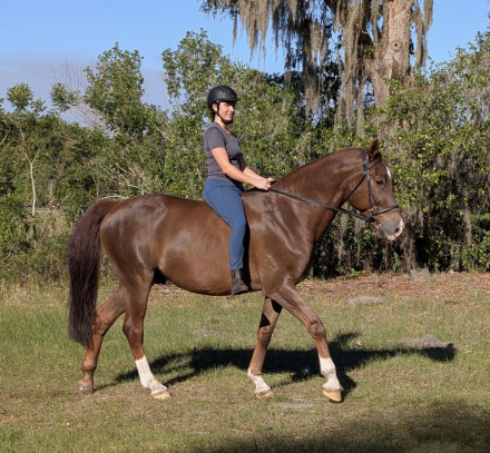 HorseID: 2316350 Kendrix - PhotoID: 1102781