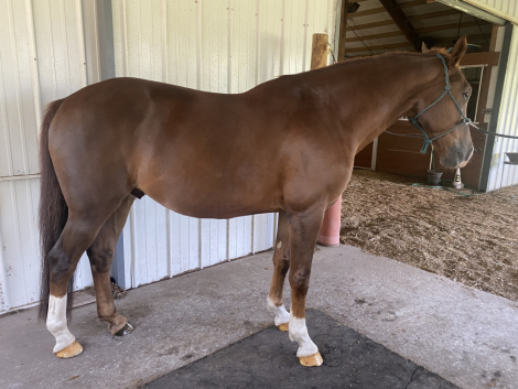 HorseID: 2316350 Kendrix - PhotoID: 1102782