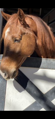 HorseID: 2316350 Kendrix - PhotoID: 1102785