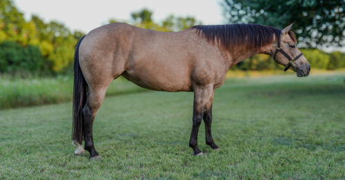 HorseID: 2316355 Fishen N The Dark - PhotoID: 1102795