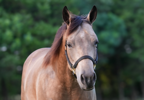 HorseID: 2316355 Fishen N The Dark - PhotoID: 1102796