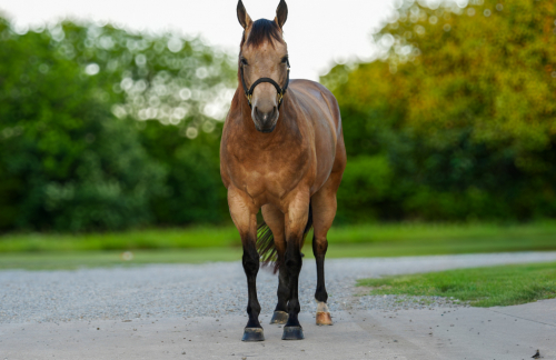 HorseID: 2316355 Fishen N The Dark - PhotoID: 1102797