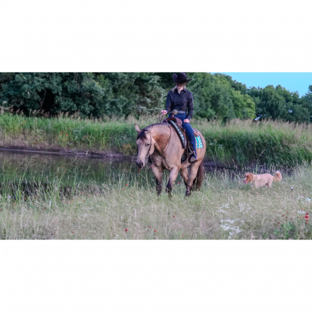 HorseID: 2316355 Fishen N The Dark - PhotoID: 1102798