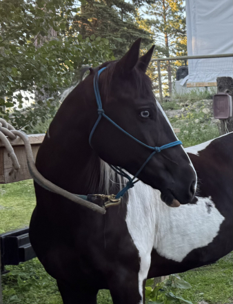 HorseID: 2316360 Beth - PhotoID: 1102820
