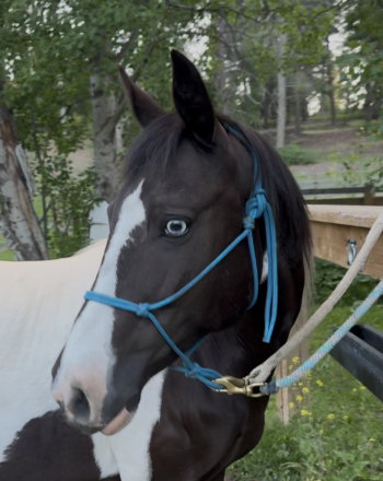 HorseID: 2316360 Beth - PhotoID: 1102821