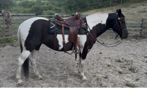 HorseID: 2316360 Beth - PhotoID: 1102822