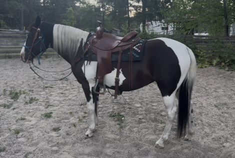 HorseID: 2316360 Beth - PhotoID: 1102823