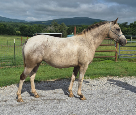 HorseID: 2316364 Scout - PhotoID: 1102809