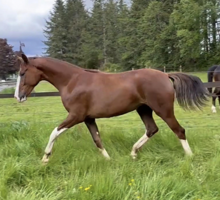 HorseID: 2316365 Tina Turner G - PhotoID: 1102810