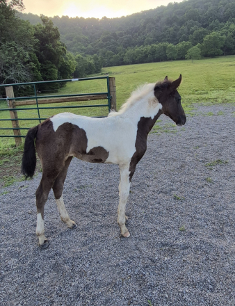 HorseID: 2316366 Midnight Lady Raven - PhotoID: 1102814