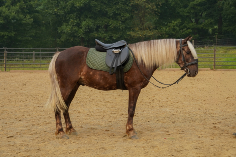 HorseID: 2316368 Beau - PhotoID: 1102825