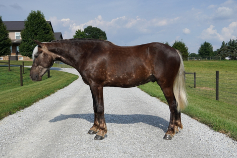 HorseID: 2316368 Beau - PhotoID: 1102826