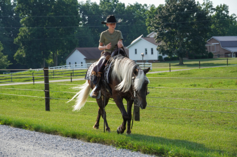 HorseID: 2316368 Beau - PhotoID: 1102827