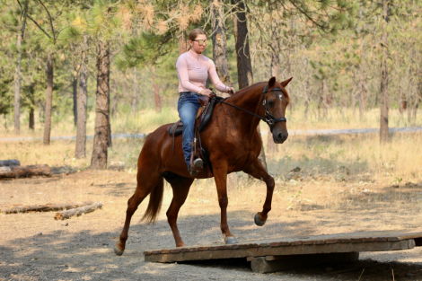 HorseID: 2316372 Penny - PhotoID: 1103092