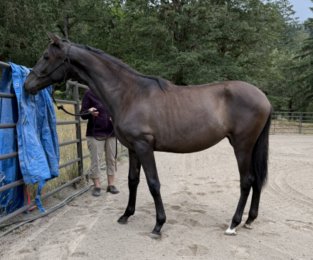 HorseID: 2316378 Kleopatra KB - PhotoID: 1102829