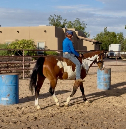 HorseID: 2316381 Crusaders Prince McCue - PhotoID: 1102832