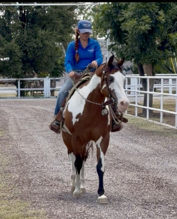 HorseID: 2316381 Crusaders Prince McCue - PhotoID: 1102833