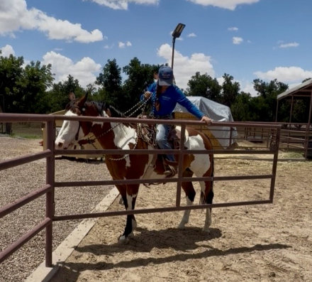 HorseID: 2316381 Crusaders Prince McCue - PhotoID: 1102834