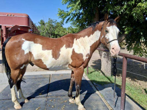 HorseID: 2316381 Crusaders Prince McCue - PhotoID: 1102835