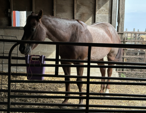 HorseID: 2316384 HK The perfect cat - PhotoID: 1102838