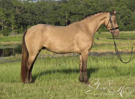 HorseID: 2316390 Champagne Dancer DQS - PhotoID: 1102843