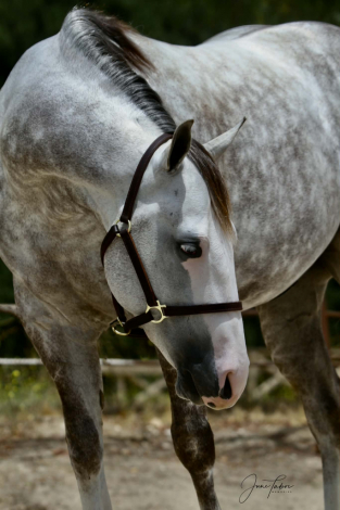 HorseID: 2316400 Spooks Gotta Fire - PhotoID: 1102845