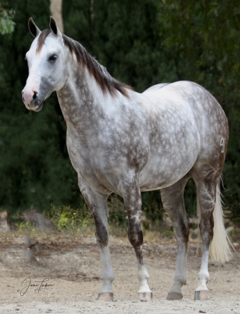 HorseID: 2316400 Spooks Gotta Fire - PhotoID: 1102846