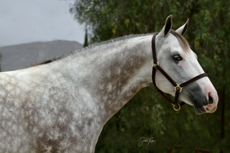 HorseID: 2316400 Spooks Gotta Fire - PhotoID: 1102847