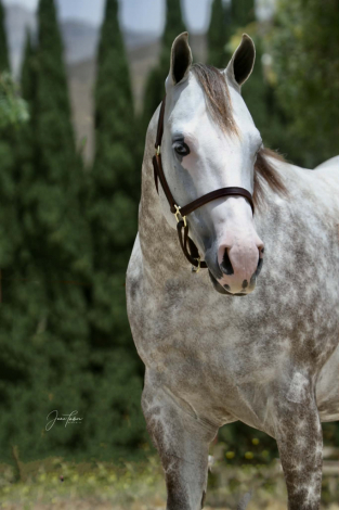 HorseID: 2316400 Spooks Gotta Fire - PhotoID: 1102848