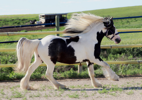 HorseID: 2316402 SCF's Salute to Sam - PhotoID: 1102853