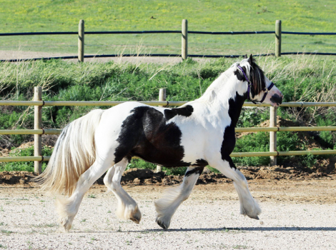 HorseID: 2316402 SCF's Salute to Sam - PhotoID: 1102854