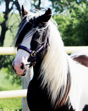 HorseID: 2316402 SCF's Salute to Sam - PhotoID: 1102855