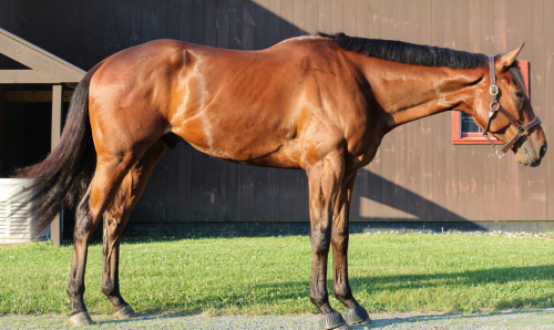 HorseID: 2316405 Little Bit Risky - PhotoID: 1102862