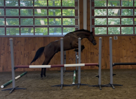 HorseID: 2316405 Little Bit Risky - PhotoID: 1102863