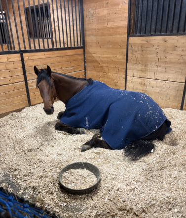 HorseID: 2316405 Little Bit Risky - PhotoID: 1102864