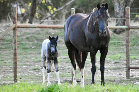 HorseID: 2316408 Renegait Luck Be A Lady - PhotoID: 1102865