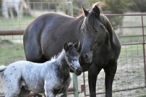 HorseID: 2316408 Renegait Luck Be A Lady - PhotoID: 1102866
