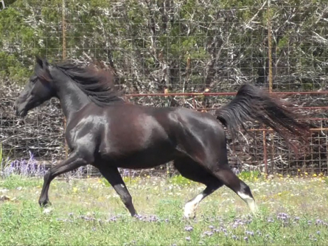 HorseID: 2316408 Renegait Luck Be A Lady - PhotoID: 1102867