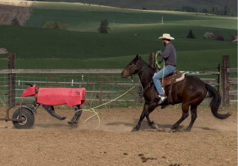 HorseID: 2316409 WHATA BOLD CHALLENGE - PhotoID: 1102872